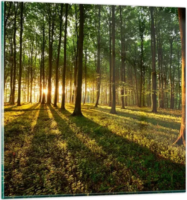 Produktbild von Bilder auf glas - Wald grün Sonnenstrahlen Natur - 50x50cm - Glasbilder - Wandbilder - Kunstdruck - zum Aufhängen bereit - Wanddekoration aus Glas - Glas Bilder - Wandbild auf Glas - GAC50x50-2510