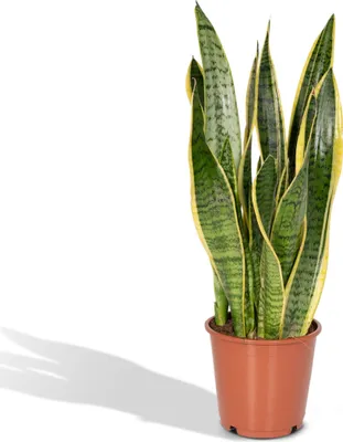 Image de Meergroothandel Sansevieria Laurentii (langue de femme) - 40 cm, Ø14 cm