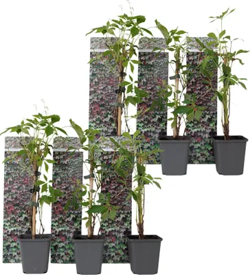Six potted plants are arranged in front of a background depicting ivy.