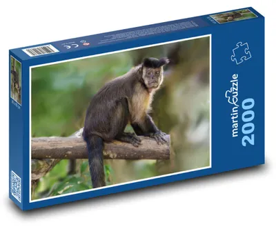 Zdjęcie produktu dla martinpuzzle - Puzzle 2000 - Małpiatka kapucynka (obrazek)