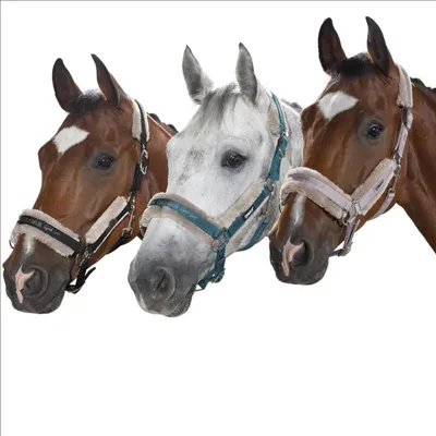 Produktbild von Eskadron Halfter mit Dopperdornschnalle FAUXFUR, Stallhalfter Größe - Pony2 Farbe - softgrey