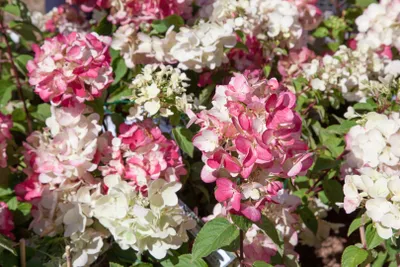 Produktbild von Hydrangea paniculata 'Diamantino', Rispenhortensie, weiß, 40–60 cm