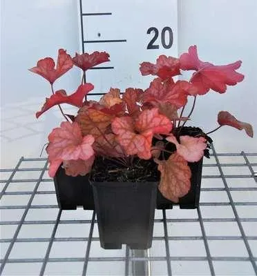 Image de 6 x Heuchera hybr. 'Paprika' - Campanule pourpre - pot 9 x 9 cm