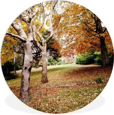 Produktbild von MuchoWow® Rundes Wandbild - Runde Bilder Herbst - Bäume - Laub - Natur Ø 60 cm Kreis Wanddekoration Kunststoff - Wandkreis - Wandschmuck - Wand Kreis - Das Schlafzimmer - Die Bilder - Wandmalerei - Kunst für das Haus - das Plastik