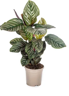 Produktbild von Korbmarante Calathea Ornata Sanderiana – Ø17 cm – ca. 40–50 cm hoch – Zimmerpflanze mit pink gestreiften Blättern – Für Wohnzimmer & Büro