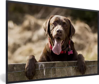 Produktbild von MuchoWow® MuchoWow® Gerahmtes Poster Labrador Retriever schaut über einen Zaun 60x40 cm - Poster mit zchwarzem Bilderrahmen - Printing - Wanddeko Schlafzimmer