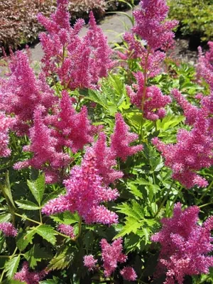 Produktbild von Prachtspiere Mainz - Astilbe japonica Mainz