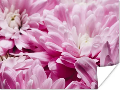 Produktbild von MuchoWow® Poster Blumen - Rosa - Natur 160x120 cm - Foto Plakat