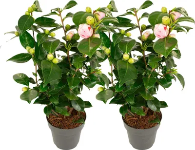 Zdjęcie produktu dla Kamelia japońska - 2 szt - Camellia japonica 'Bonomiana' - W50-60cm - ⌀15cm