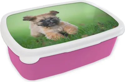 Produktbild von KitchenYeah® Lunchbox Brotzeit Brotdose 17x11 cm Ein niedlicher Shih Tzu Hund, der durch das Gras läuft Kinder Brotzeitdose - Lunchpaket - Brotkasten  - Sandwich Box