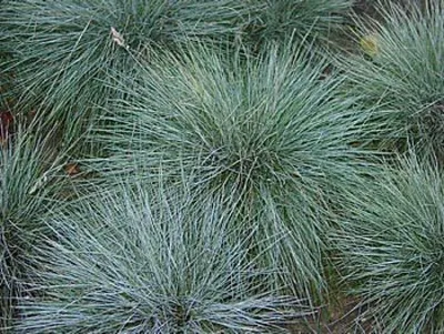 Produktbild von 6 x Blauschwingel Elijah Blue, blaulaubig, Tb 9