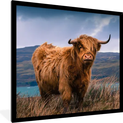 Produktbild von MuchoWow® Gerahmtes Poster Schottischer Highlander - Berg - Wasser - Natur - Kuh 40x40 cm - Poster mit Schwarzem Bilderrahmen Wandposter Rahmen Foto Bilder - Mit Rahmen - Wanddekoration Schlafzimmer