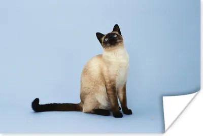 Produktbild von MuchoWow® Poster Eine Siamkatze in einem blauen Atelier 120x80 cm - Bilder