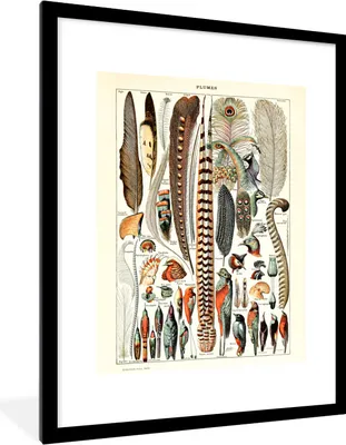 Produktbild von MuchoWow® Gerahmtes Poster Federn - Tiere - Vögel 60x80 cm - Poster mit Schwarzem Bilderrahmen Wandposter Rahmen Foto Bilder - Wohnzimmer - Dekorationen - Prämie
