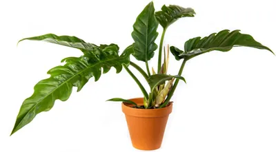 Obrázek produktu pro Gardners Philodendron Narrow Escape, průměr 14-15 cm