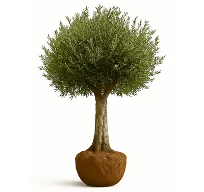 Produktbild von Olivenbaum Olivenbaum Olea Europaea, ca. 250cm Hoch