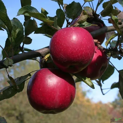 Produktbild von Terrassenobst Apfel Kleinobst Balkon Terrasse Apfelbaum Obstbaum viele Sorten, Terrassenobst:Apfel Idared