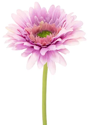Produktbild von Künstliche Gerbera Blumenstrauß Dekoration für Wohnraum, 6 Stück