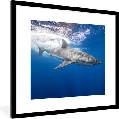 Produktbild von MuchoWow® Gerahmtes Poster Hai - Meer - Wasser 40x40 cm - Poster mit Schwarzem Bilderrahmen Wandposter Rahmen Foto Bilder - Poster - Plakat im Rahmen