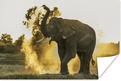 Produktbild von MuchoWow® Poster Elefant - Sonne - Tiere 30x20 cm - Plakate - Print