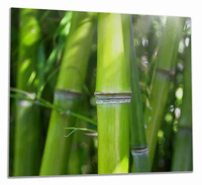 Produktbild von Wallario Herdabdeckplatte aus Glas, Größe 60 x 52 cm 1-teilig, Motiv Bambus im Sonnenschein