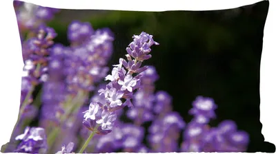 Produktbild von MuchoWow® Zierkissen Sofakissen Wohnzimmer Dekokissen 50x30 cm Nahaufnahme von lila Lavendel auf schwarzem Hintergrund - Wohnzimmerdekoration - Polster mit Photo