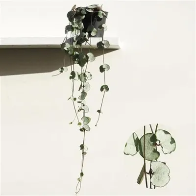 Produktbild von Ceropegia woodii Silver Glory 20-24 cm - Leuchterblume - Grünpflanze - Zimmerpflanze