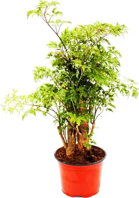 Produktbild von Arália pernatá - Polyscias fruticosa - nenárocná izbová rastlina so stonkou - 12cm kvetinác