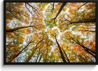 Produktbild von MuchoWow® MuchoWow® Gerahmtes Poster Wald - Bäume - Herbst 90x60 cm - Poster mit zchwarzem Bilderrahmen - Fotorahmen - Foto-Plakat