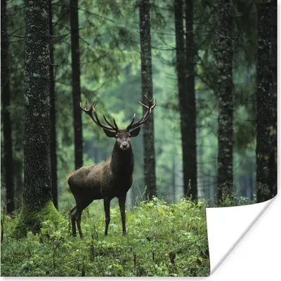 Produktbild von MuchoWow® Poster Hirsche - Bäume - Geweihe 50x50 cm - Wohnzimmerdekoration