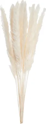 Produktbild von BUTLERS Trockenblumen FLOWER MARKET Pampasgras