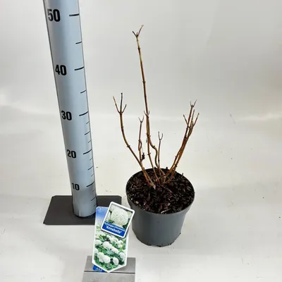 Obrázok produktu pre Hydrangea arb. ‘Annabelle’ – hortenzie | 25–30 cm v črepníku