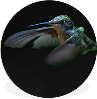 Produktbild von MuchoWow® Rundes Wandbild - Runde Bilder Kolibri - Vogel - Grün Ø 60 cm Kreis Wanddekoration Kunststoff - Wandkreis - Wandschmuck - Wand Kreis - Das Schlafzimmer - Die Bilder - Wandmalerei - Kunst für das Haus - das Plastik