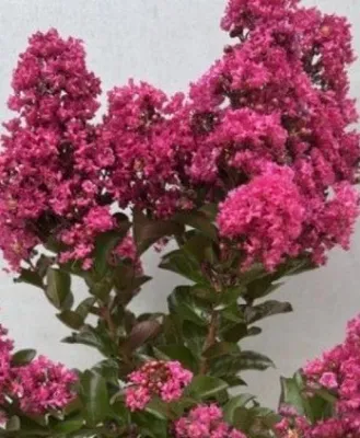 Produktbild von Lagerstroemia indica Purple Star ® - Chinesische Kräuselmyrte / Kreppmyrte - 40-60cm