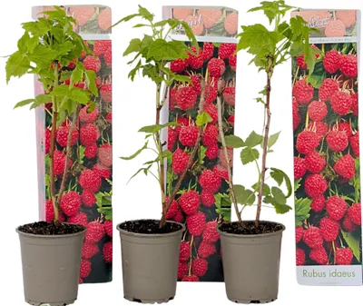 Produktbild von Malinová rostlina - 3 ks. - Rubus ideaus 'Autumn Bliss' - Výška 25-40cm - ⌀9cm