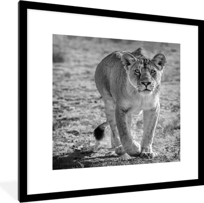 Produktbild von MuchoWow® MuchoWow® Gerahmtes Poster Löwe - Schwarz - Weiß 40x40 cm - Poster mit zchwarzem Bilderrahmen - Poster - Plakat im Rahmen