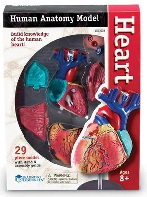 Immagine prodotto di Corpo umano - Cuore - Modello con 29 parti - Set didattico