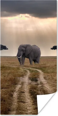 Produktbild von MuchoWow® Poster Sonnenschein auf einem Elefanten in einem Naturschutzgebiet 20x40 cm - Plakat - Foto