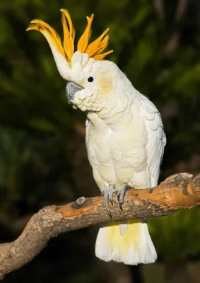 Produktbild von 3 D Ansichtskarte Kakadu, Postkarte Wackelkarte Hologrammkarte, Tier Vogel Kakadus