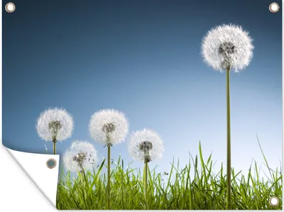 Produktbild von MuchoWow® 80x60 cm Outdoor-Poster Gartendeko Sichtschutz Garten Poster für den Garten  Löwenzahn - Illustration - Gras