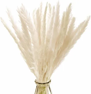 Productafbeelding van Famanu Pampasgras, gedroogde bloemen, 30 stuks - Beige