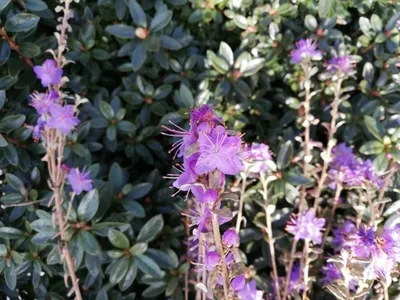 Produktbild von Wild Rhododendron / Alpenrose - Rhododendron thymifolium 30-40cm