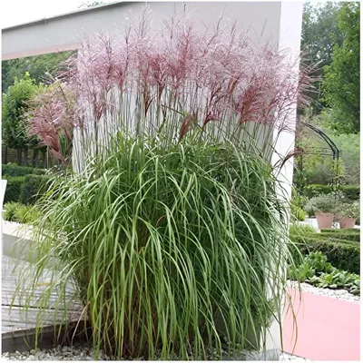 Produktbild von Stauden Gänge 1 x Miscanthus sinensis 'Malepartus' im 1 Liter Topf - Chinaschilf - Filigrane Bewegung trifft auf eindrucksvolle Blüten - Winterhart
