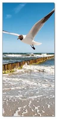 Produktbild von Wallario selbstklebende Türtapete 93 x 205 cm - Fliegende Möwe am Strand - Abwischbar, rückstandsfrei zu entfernen