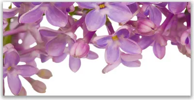 Produktbild von Tulup Leinwand-Bilder 140x70 Wandbild Canvas Kunstdruck Blumen Pflanzen