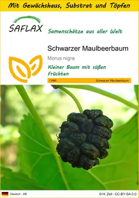 Produktbild von SAFLAX Anzucht Set - Schwarzer Maulbeerbaum - Morus nigra - 200 Samen - Mit Mini-Gewächshaus, Anzuchtsubstrat und 2 Töpfen