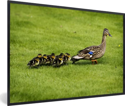 Produktbild von MuchoWow® MuchoWow® Gerahmtes Poster Ente mit Jungen im Gras 30x20 cm - Poster mit zchwarzem Bilderrahmen - Kunstdruck - Bild-Poster