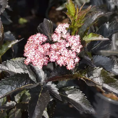 Immagine prodotto di Sambuco colonnare 'Torre nera' ca. 50 cm - Sambucus nigra 'Torre nera' - foglie nere lucide