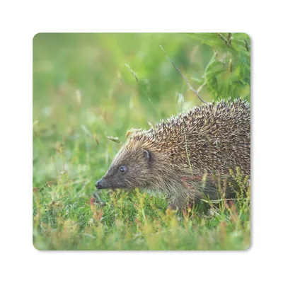 Produktbild von MuchoWow® Mauspad Mousepad Igel - Gras - Braun 20x20 cm - Mousepads - Maus Mat - Pad - Mausunterlage - Desk Mat - Bureauartikeln