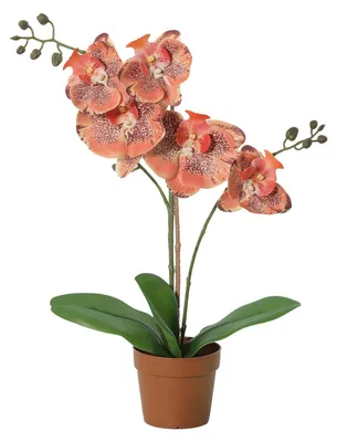 Obrázek produktu pro Umelá orchidej Phalaenopsis, oranžová, 41cm - umelá rostlina, kvetoucí orchidej